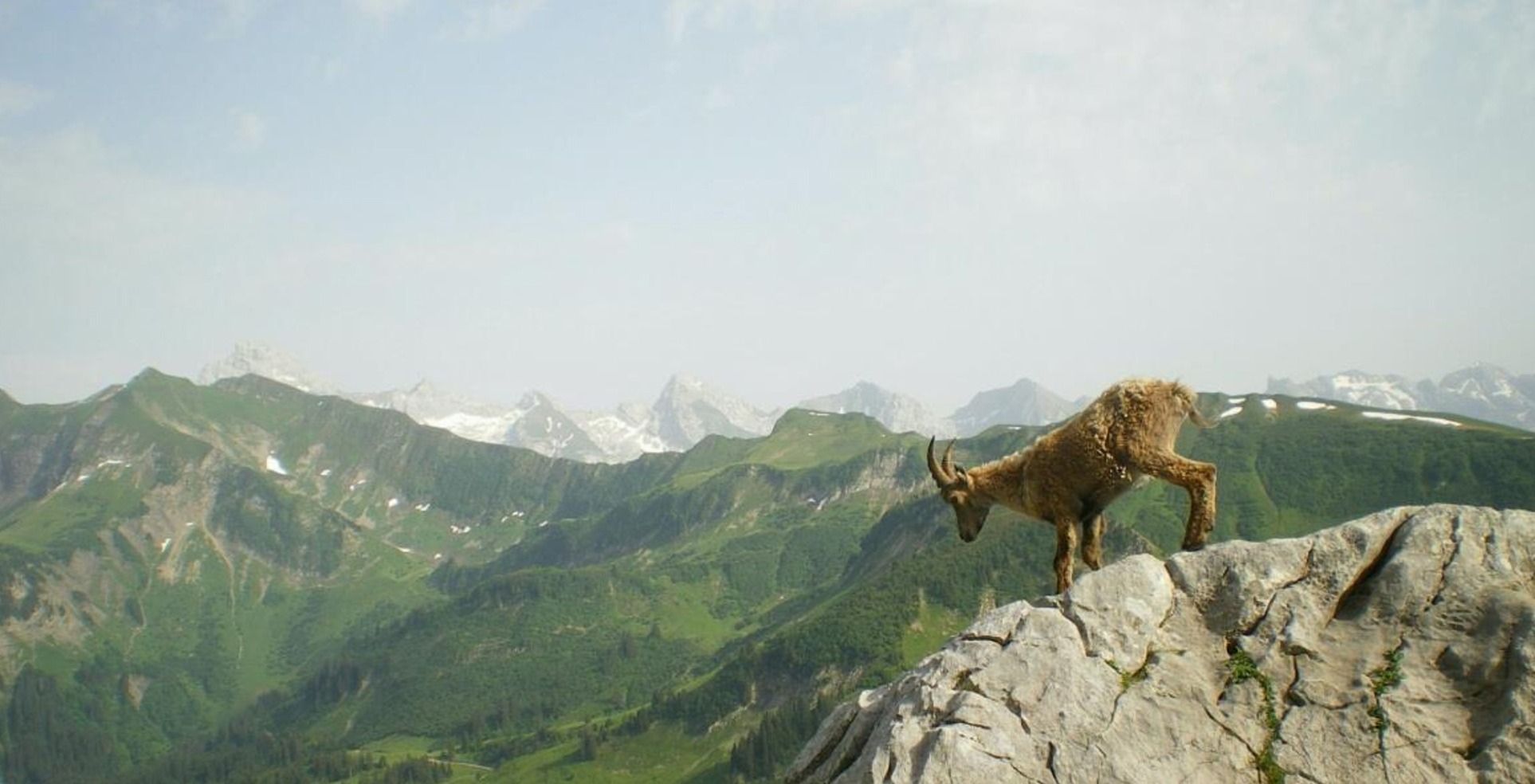 Mountain goat standing on a rocky cliff overlooking green mountain landscape