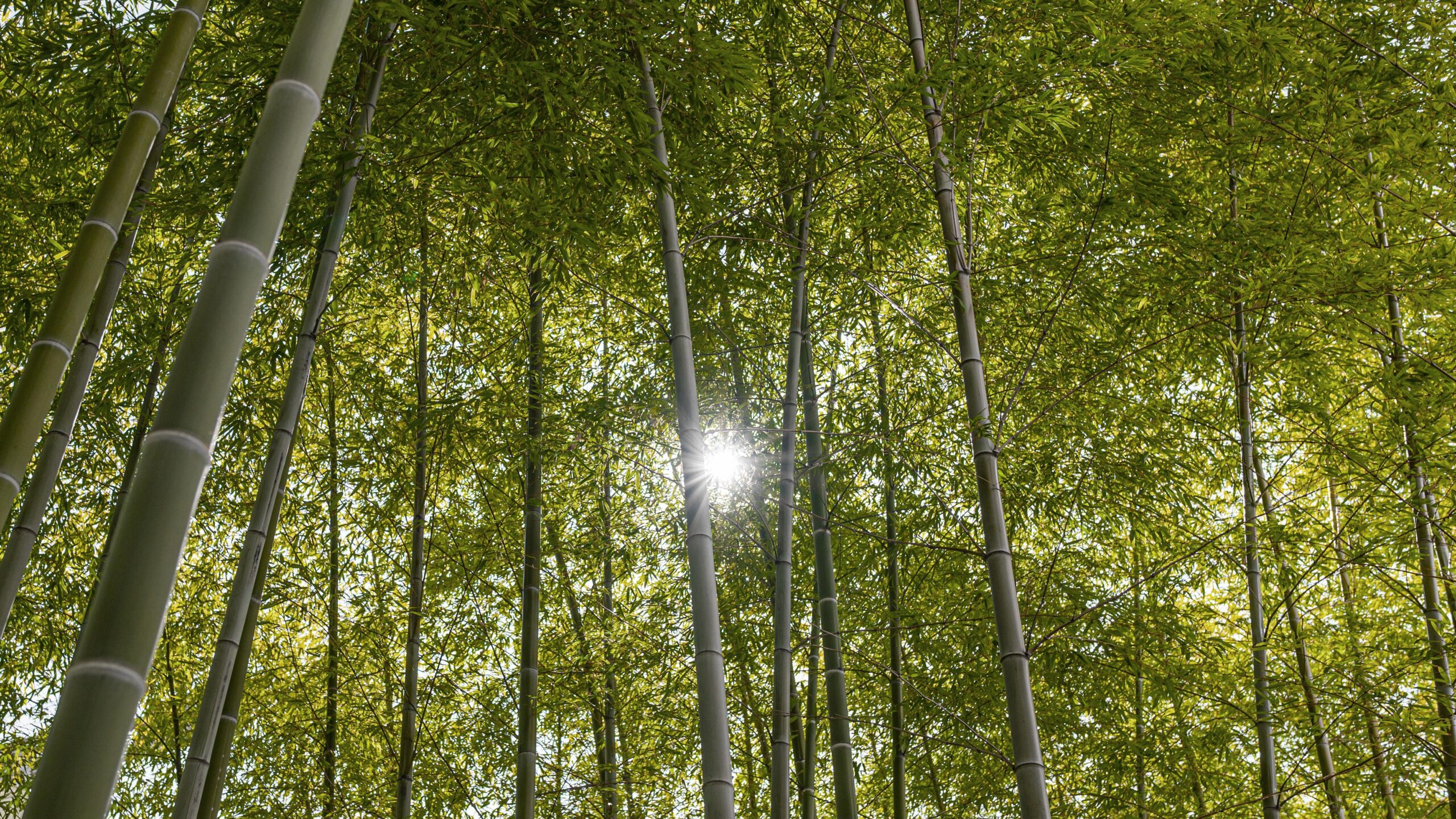 Tall bamboo forest with sunlight shining through trees